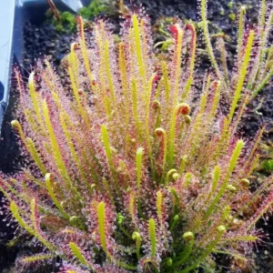 Drosera Capensis Live Plant - Cape Sundew Starter Plant - Carnivorous - Image 1