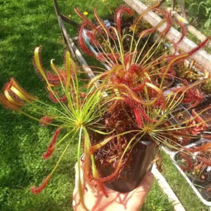 Drosera Capensis "Octopus Plant" Live Carnivorous Plant - 4 inch Pot - Indoor - Image 1