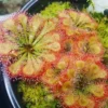 Drosera Spatulata Starter Plant - Live Carnivorous Sundew Houseplant - Image 1