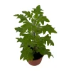 Duck Foot Swedish Ivy Live Plant – Plectranthus – 2.5" Pot – Indoor/Outdoor - Image 1