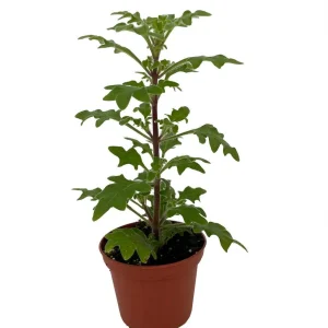 Duck Foot Swedish Ivy Live Plant – Plectranthus – 2.5