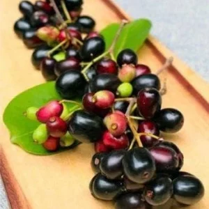 Duhat Fruit Tree Live Plant - Jambul 3-4 ft Tall in 3 Gallon Pot - Image 2