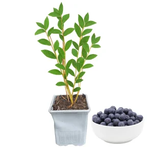 Duke Blueberry Live Plant – 1 Quart Pot, 10-12” Tall, Highbush Variety, Cold Hardy - Image 1