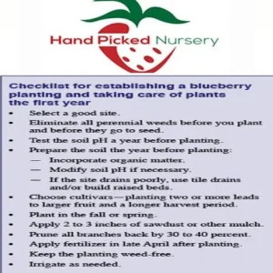 Duke Blueberry Live Plant – 1 Quart Pot, 10-12” Tall, Highbush Variety, Cold Hardy - Image 4