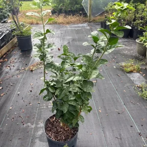 Duke Jasmine Live Plant – Fragrant Shrub – 3 Gallon Pot – 2-3 Feet Tall – Outdoor - Image 4