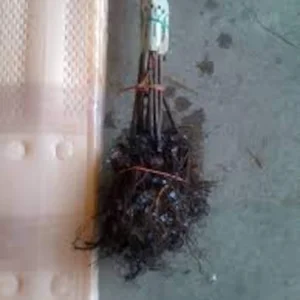 Dunstan Hybrid Chestnut Tree - 12-24in Bare Root Plant - Blight Resistant - Image 2