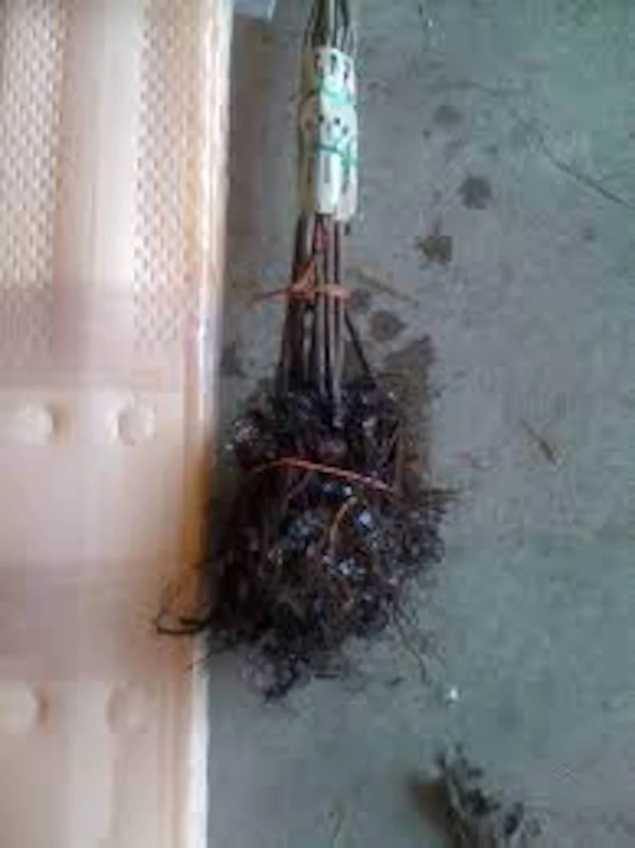 Dunstan Hybrid Chestnut Tree - 12-24in Bare Root Plant - Blight Resistant - Image 2