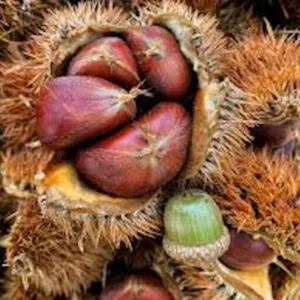 Dunstan Hybrid Chestnut Tree - 12-24in Bare Root Plant - Blight Resistant - Image 3