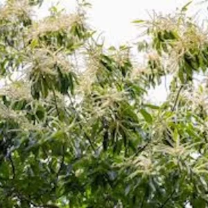 Dunstan Hybrid Chestnut Tree - 12-24in Bare Root Plant - Blight Resistant - Image 4