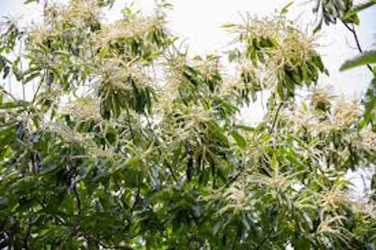 Dunstan Hybrid Chestnut Tree - 12-24in Bare Root Plant - Blight Resistant - Image 4