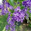 Duranta Sweet Memories Purple Flower Live Plant – 6 inch Pot – Outdoor Shrub - Image 1
