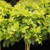 Duranta Yellow Starter Plant - Ornamental Shrub - Live Plant - 3-6" Tall - Image 1