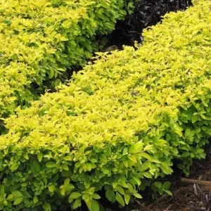 Duranta Yellow Starter Plant - Ornamental Shrub - Live Plant - 3-6