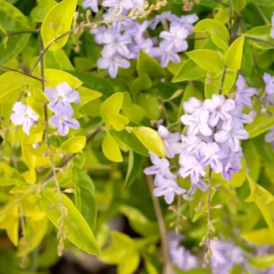 Duranta Yellow Starter Plant - Ornamental Shrub - Live Plant - 3-6