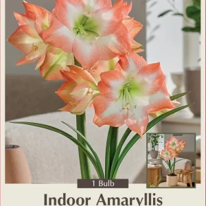 Dutch Amaryllis Bulb - Shine Dream 30/32 cm Bulb - Iridescent White with Coral Edges - Indoor Winter Blooming - Image 1