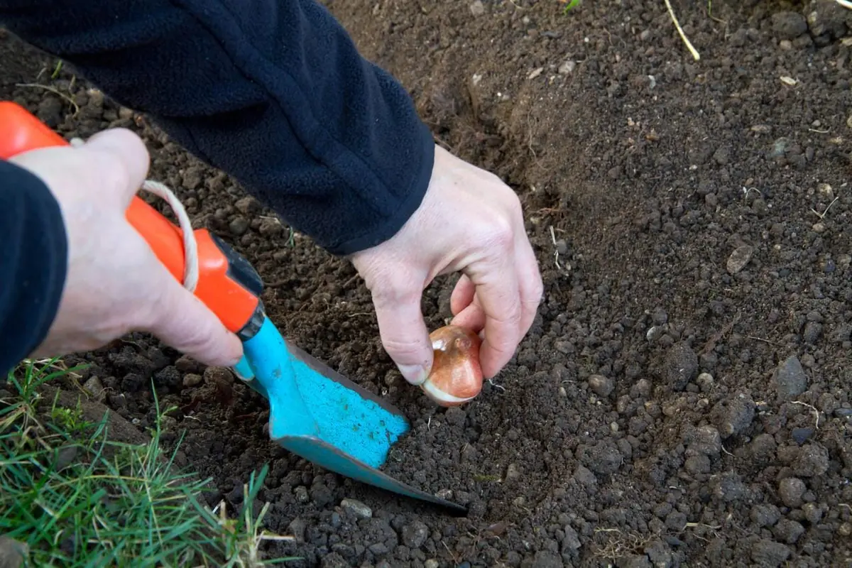 Dutch Iris Apollo Bulbs - 20 Count - 8/9 cm - White & Yellow Flowers - Image 4