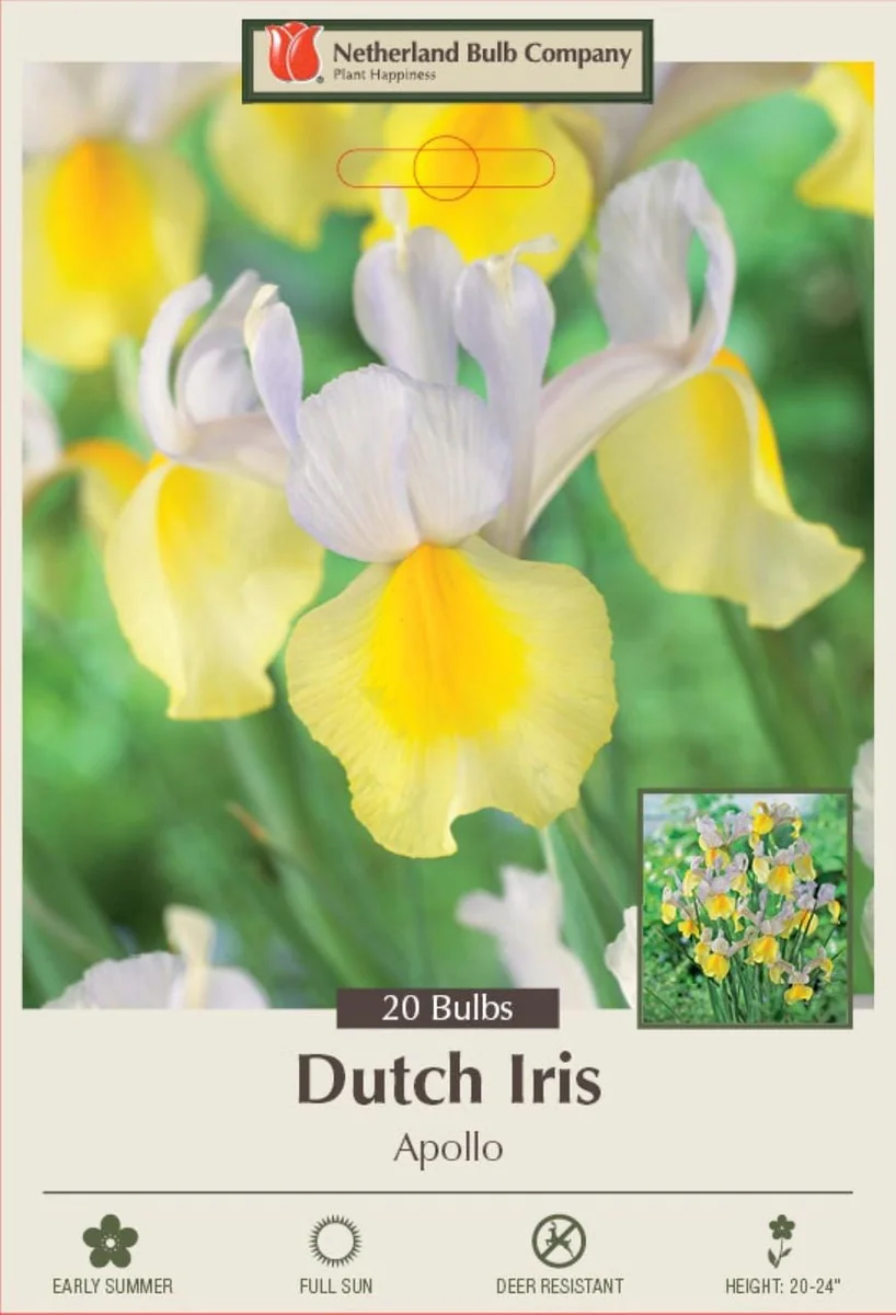 Dutch Iris Apollo Bulbs - 20 Count - 8/9 cm - White & Yellow Flowers - Image 1