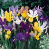 Dutch Iris Bulbs Mixed - Jewel Tones, 8/9 cm, Fall Planting, Outdoor - Image 1