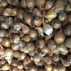 Dutch Iris Bulbs Mixed - Jewel Tones, 8/9 cm, Fall Planting, Outdoor - Image 3