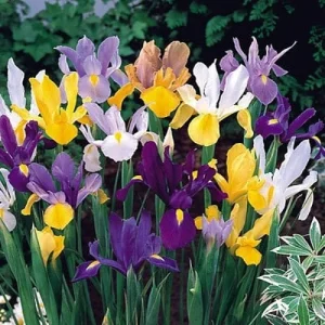 Dutch Iris Bulbs Mixed - Jewel Tones, 8/9 cm, Fall Planting, Outdoor - Image 1