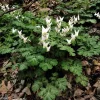 Dutchman's Breeches Bulbs (Dicentra Cucullaria) - White/Pink Perennial - Image 1