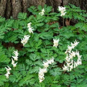 Dutchman's Breeches Bulbs (Dicentra Cucullaria) - White/Pink Perennial - Image 3