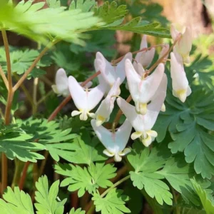 Dutchman's Breeches Bulbs - Set of 5 Dicentra cucullaria Bare Root Wildflower for Shade Gardens - Image 1