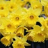 Dutchmaster Trumpet Daffodil Bulbs – Large Yellow Flowers – Zone 3-9 – 14-22 inch - Image 1