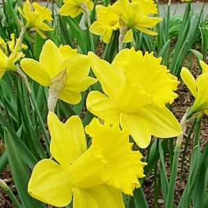 Dutchmaster Trumpet Daffodil Bulbs – Large Yellow Flowers – Zone 3-9 – 14-22 inch - Image 3