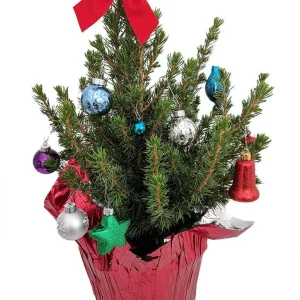 Dwarf Alberta Spruce Live Plant - Picea Conica Miniature Evergreen - 6 inch Pot - Image 3