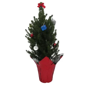 Dwarf Alberta Spruce Live Plant - Picea Conica Miniature Evergreen - 6 inch Pot - Image 1