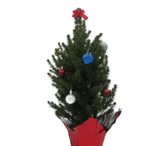 Dwarf Alberta Spruce Live Plant - Picea Conica Miniature Evergreen - 6 inch Pot - Image 4