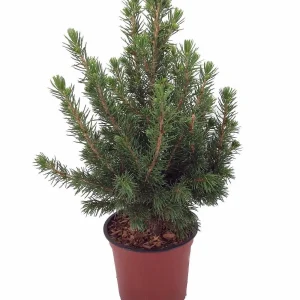 Dwarf Alberta Spruce Live Plant - Picea glauca 'Conica' - 4