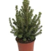 Dwarf Alberta Spruce Live Plant - Picea Glauca Conica - 6 inch Pot - Hardy Evergreen - Image 1