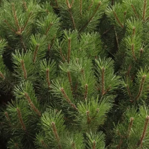 Dwarf Alberta Spruce Live Plant - Picea glauca 'Conica' - 4