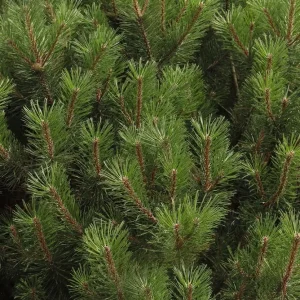 Dwarf Alberta Spruce Live Plant - Picea Glauca Conica - 6 inch Pot - Hardy Evergreen - Image 4