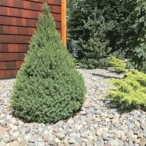 Dwarf Alberta Spruce Picea glauca 'Conica' Live Starter Plant 4+ Inches - Image 5