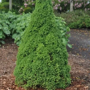 Dwarf Alberta Spruce Picea glauca 'Conica' Live Starter Plant 4+ Inches - Image 6