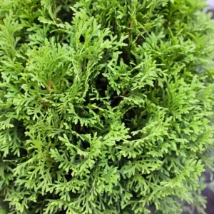 Dwarf Arborvitae Live Plant - Little Giant Evergreen Shrub - 6