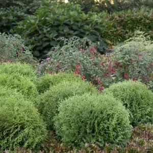 Dwarf Arborvitae Live Plant - Little Giant Evergreen Shrub - 6