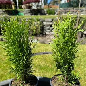 Dwarf Arborvitae Live Plant - Little Giant Evergreen Shrub - 6
