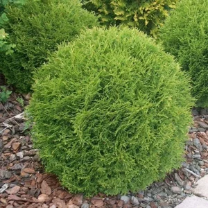 Dwarf Arborvitae Live Plant - Little Giant Evergreen Shrub - 6" Tall, 1 Quart Pot - Outdoor - Image 1