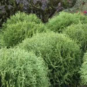 Dwarf Arborvitae Live Plant - 'Little Giant' Thuja occidentalis - 6