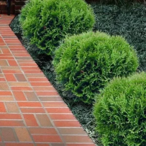 Dwarf Arborvitae Live Plant - 'Little Giant' Thuja occidentalis - 6