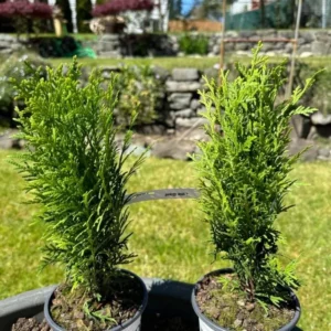 Dwarf Arborvitae Live Plant - 'Little Giant' Thuja occidentalis - 6