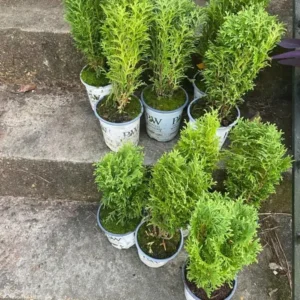 Dwarf Arborvitae Live Plant - 'Little Giant' Thuja occidentalis - 6