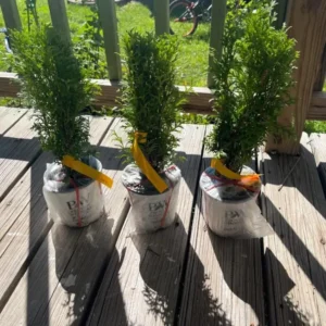 Dwarf Arborvitae Live Plant - 'Little Giant' Thuja occidentalis - 6