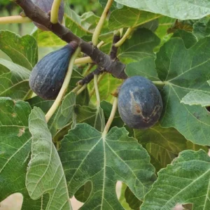 Dwarf Beer's Black Fig Tree Live Plant - Compact Ficus carica for Containers - Image 6