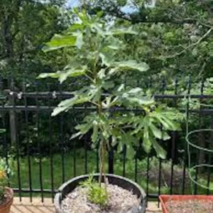 Dwarf Beer's Black Fig Tree Live Plant - Compact Ficus carica for Containers - Image 8