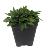 Dwarf Betony Live Plant - Stachys minima - 2.5 inch Pot - Terrarium, Fairy Garden - Image 1